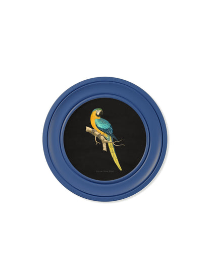 c 1884 collection of macaws in round frames blue in size 44 x 44cm - glass-fronted framed wall art print with solid wood frame, ideal for contemporary home styling