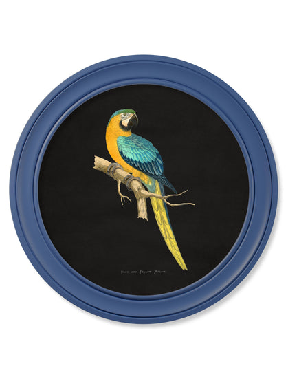 c 1884 collection of macaws in round frames blue in size 70 x 70cm - glass-fronted framed wall art print with solid wood frame, adds elegance to your decor