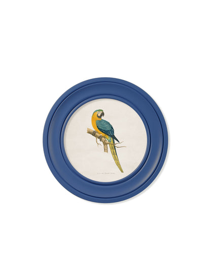 c 1884 collection of macaws in round frames red in size 44 x 44cm - glass-fronted framed wall art print with solid wood frame, luxury wall art for sophisticated spaces