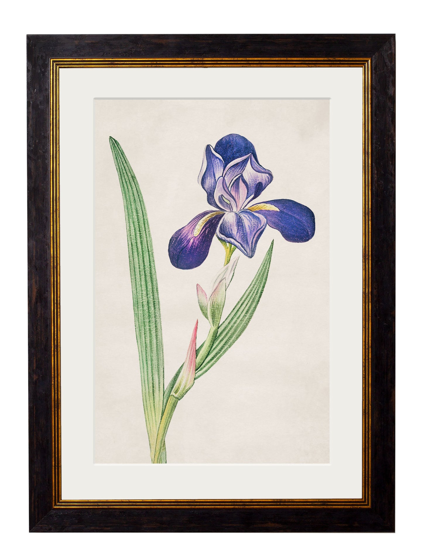 c 1780 flowering plants in size 50 x 70cm - glass-fronted framed wall art print with solid wood frame, perfect for luxury home decor