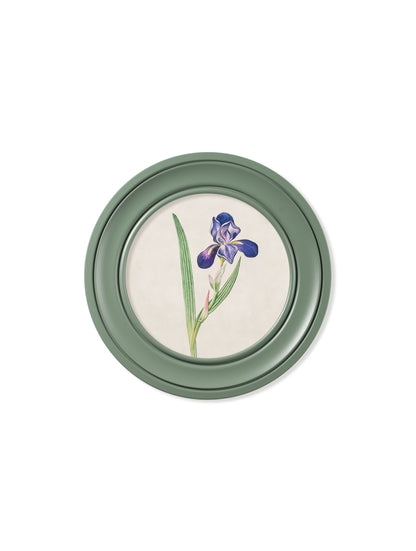 c 1780 flowering plants round frame green in size 44 x 44cm - glass-fronted framed wall art print with solid wood frame, ideal for modern interiors