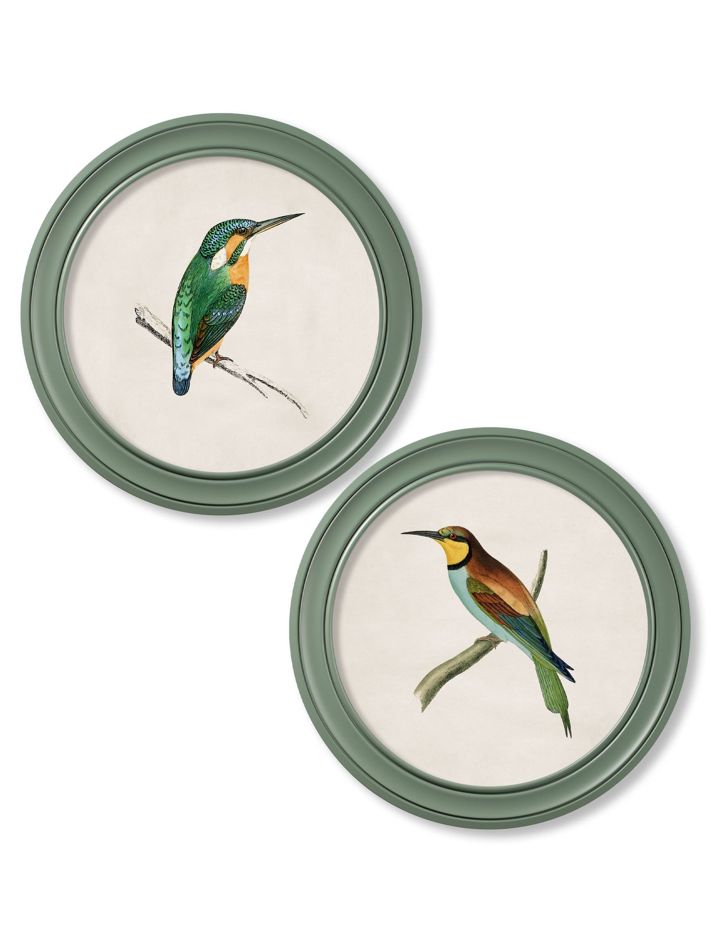 c.1870 Kingfisher and Bee Eater - Round Frame Green in size 44 x 44cm - glass-fronted framed wall art print with solid wood frame, designed for high-end interior design