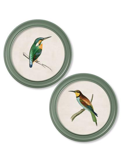 c.1870 Kingfisher and Bee Eater - Round Frame Green in size 44 x 44cm - glass-fronted framed wall art print with solid wood frame, designed for high-end interior design