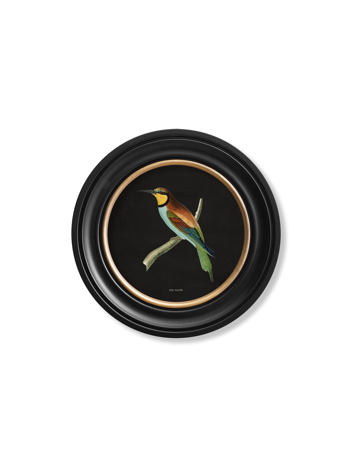 c 1870 kingfisher and bee eater black in size 44 x 44cm - glass-fronted framed wall art print with solid wood frame, adds elegance to your decor