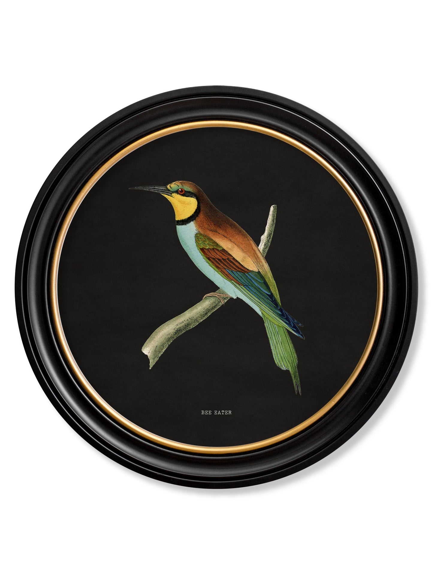 c 1870 kingfisher and bee eater black in size 70 x 70cm - glass-fronted framed wall art print with solid wood frame, designed for high-end interior design