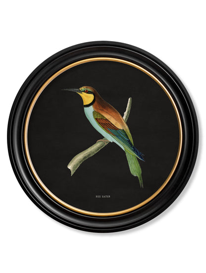 c 1870 kingfisher and bee eater black in size 70 x 70cm - glass-fronted framed wall art print with solid wood frame, designed for high-end interior design