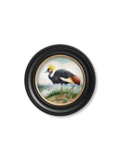 audubon style cranes in round frames in size 44 x 44cm - glass-fronted framed wall art print with solid wood frame, ideal for modern interiors