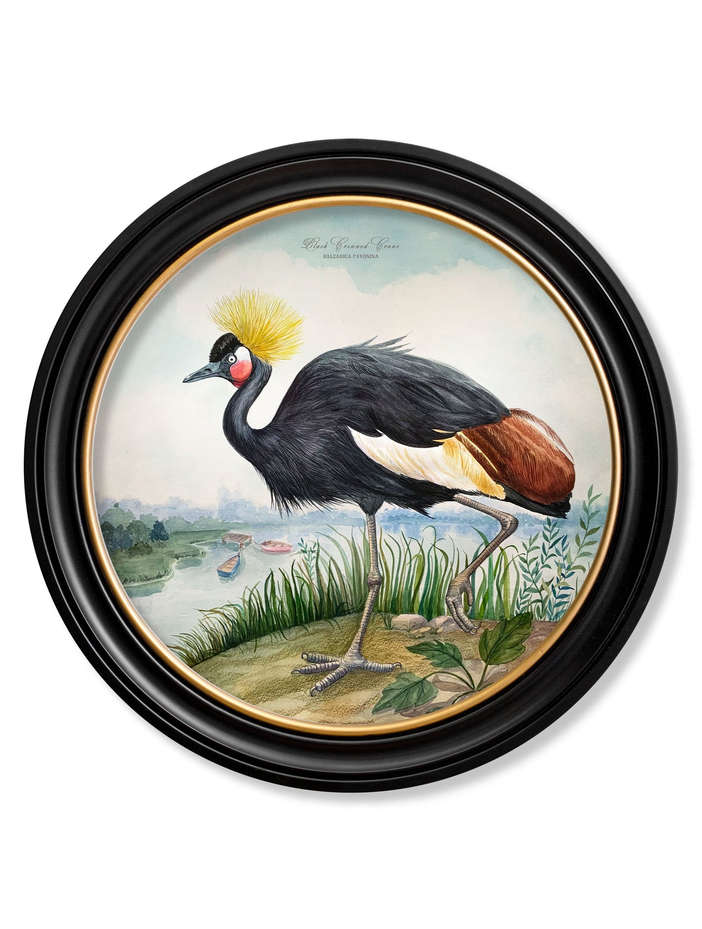 audubon style cranes in round frames in size 70 x 70cm - glass-fronted framed wall art print with solid wood frame, luxury wall art for sophisticated spaces
