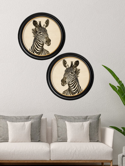 c1890 zebra illustrations in round frame dark in size 44 x 44cm - glass-fronted framed wall art print with solid wood frame, ideal for contemporary home styling