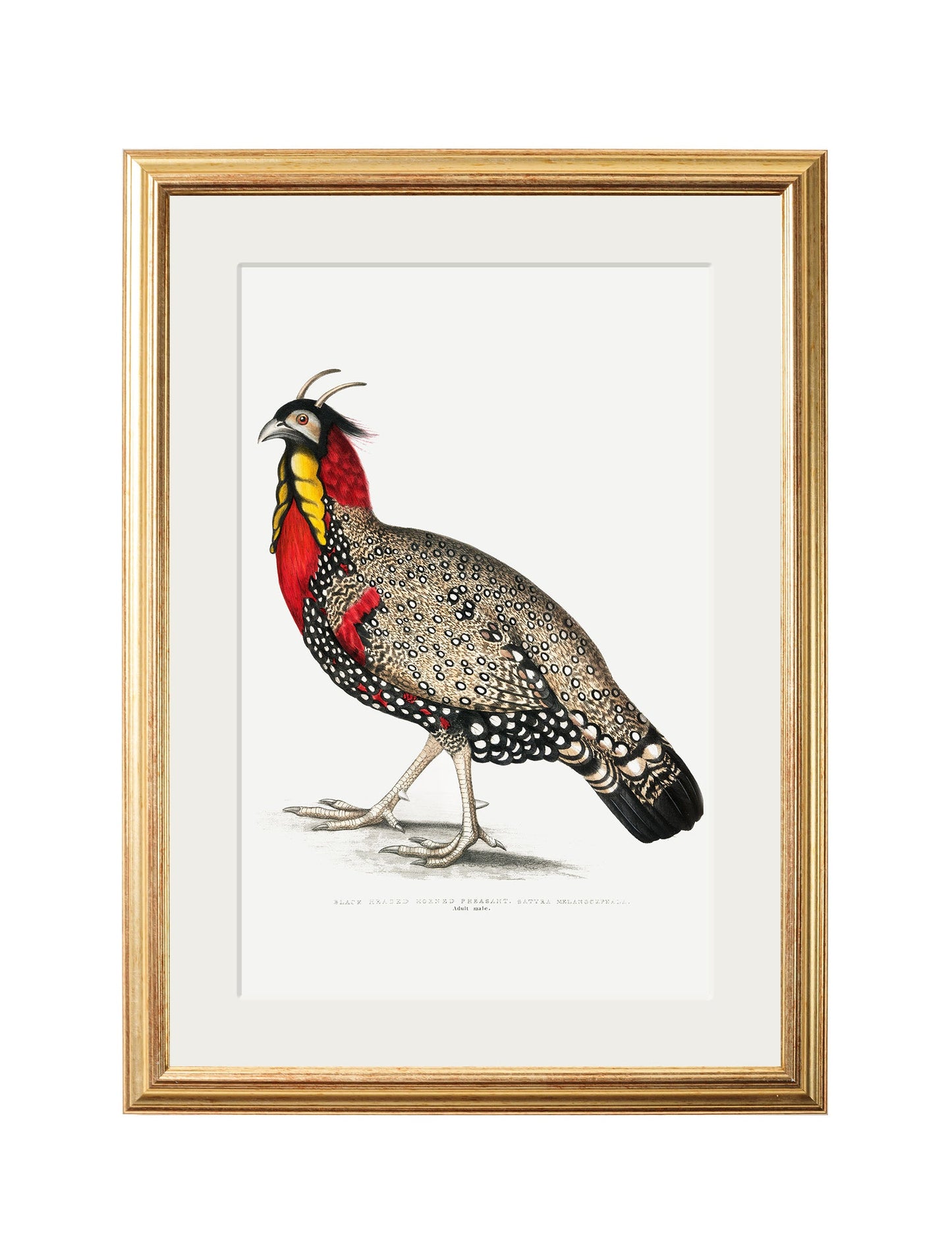 c 1800s black headed pheasants in size 38 x 50cm - glass-fronted framed wall art print with solid wood frame, adds elegance to your decor