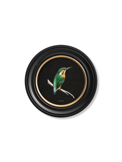 c 1870 kingfisher and bee eater black in size 70 x 70cm - glass-fronted framed wall art print with solid wood frame, perfect for statement wall decor
