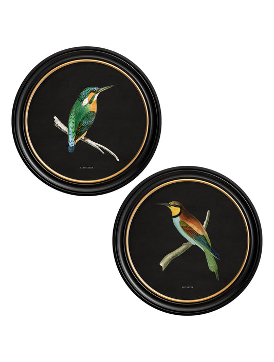 c.1870 Kingfisher and Bee Eater - Black in size 44 x 44cm - glass-fronted framed wall art print with solid wood frame, luxury wall art for sophisticated spaces