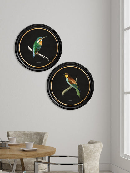 c 1870 kingfisher and bee eater black in size 44 x 44cm - glass-fronted framed wall art print with solid wood frame, designed for high-end interior design