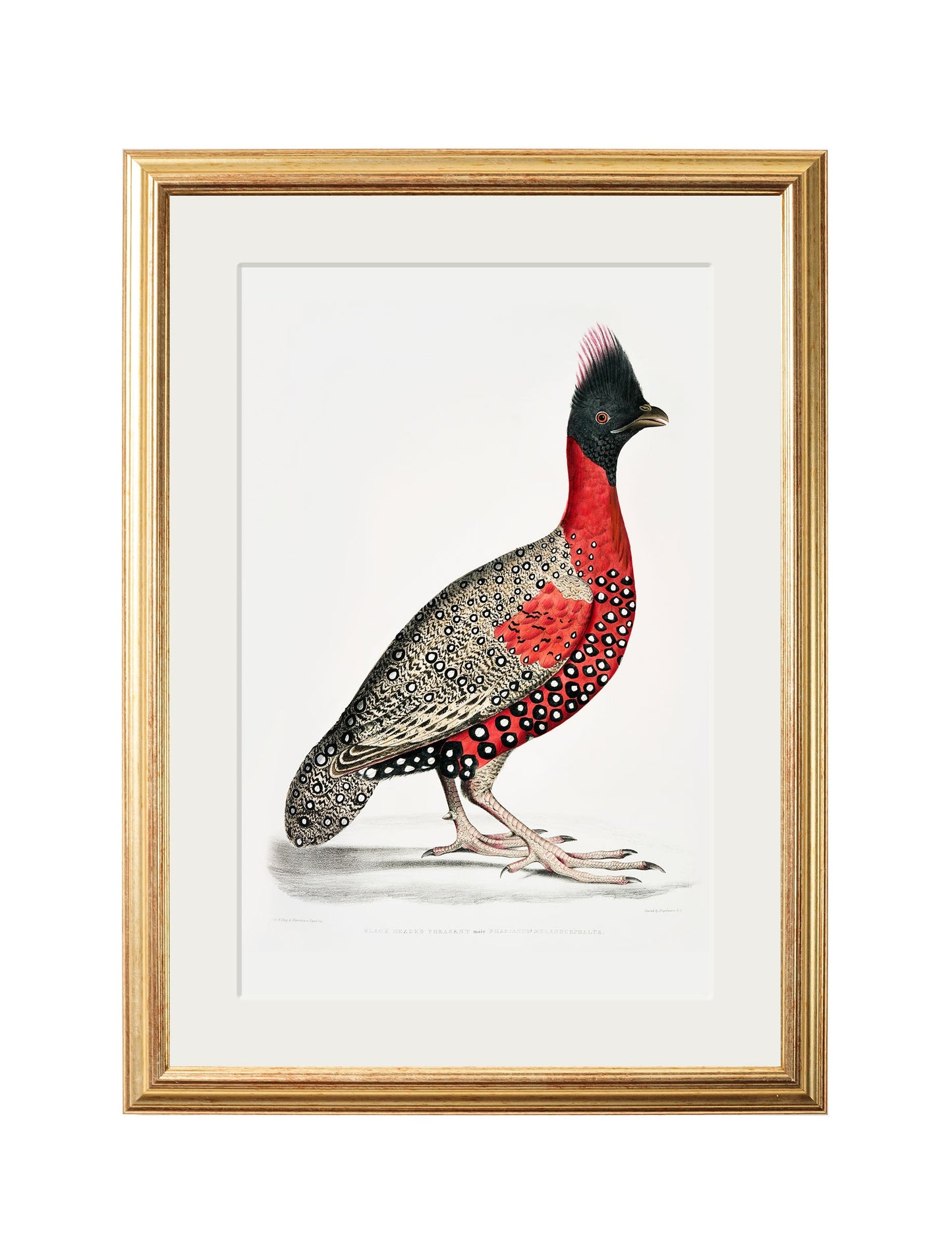 c 1800s black headed pheasants in size 50 x 70cm - glass-fronted framed wall art print with solid wood frame, adds elegance to your decor