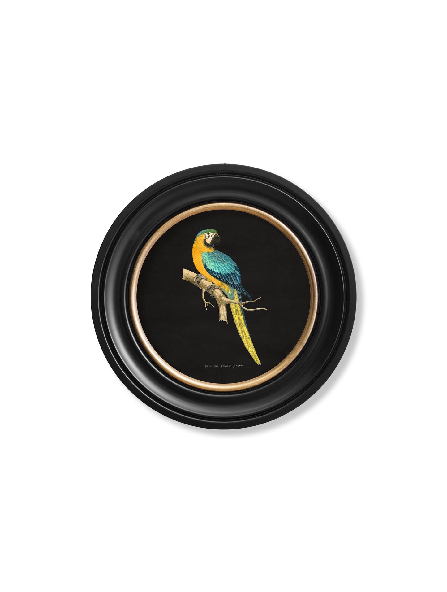c 1884 collection of macaws in round frames black in size 44 x 44cm - glass-fronted framed wall art print with solid wood frame, perfect for luxury home decor