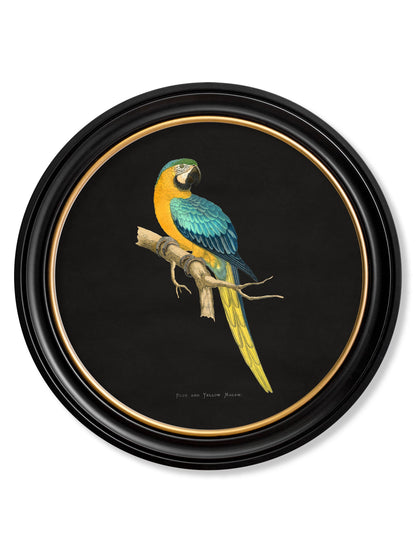 c 1884 collection of macaws in round frames black in size 70 x 70cm - glass-fronted framed wall art print with solid wood frame, designed for high-end interior design