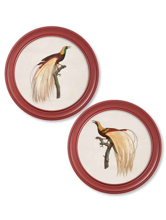 c.1809 Birds of Paradise - Round Frames Red in size 44 x 44 cm - glass-fronted framed wall art print with solid wood frame, perfect for statement wall decor