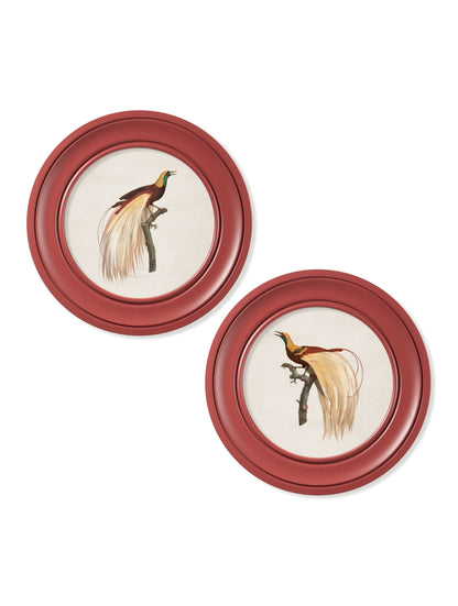 c 1809 birds of paradise round frames red in size 44 x 44 cm - glass-fronted framed wall art print with solid wood frame, adds elegance to your decor