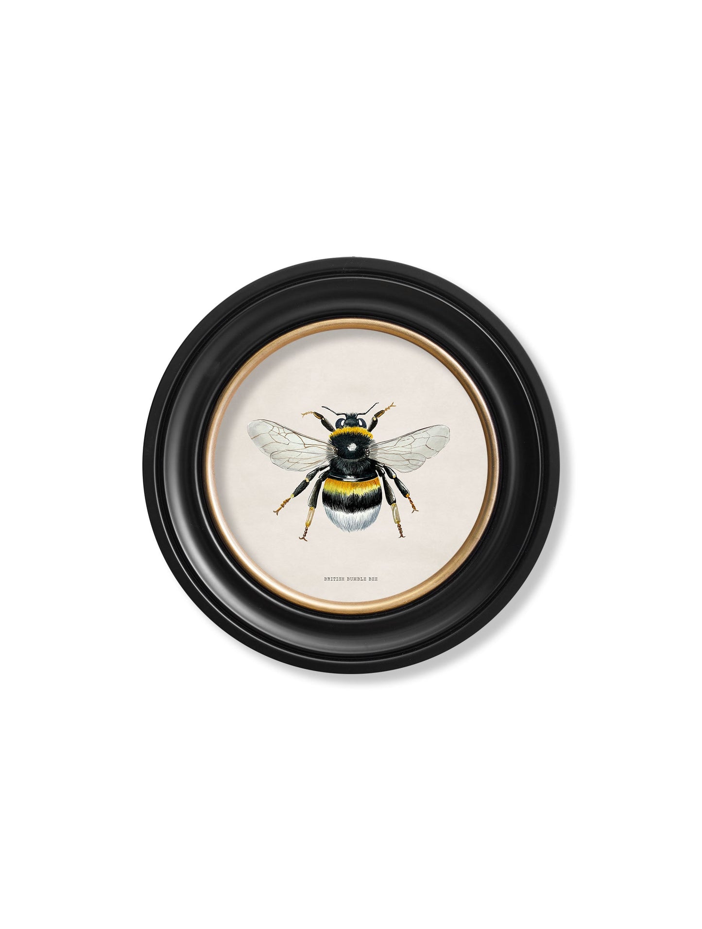 british bees round frame in size 44 x 44cm - glass-fronted framed wall art print with solid wood frame, ideal for contemporary home styling