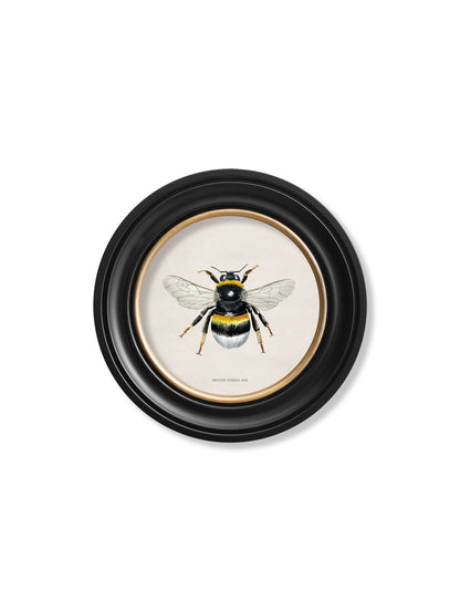 british bees round frame in size 44 x 44cm - glass-fronted framed wall art print with solid wood frame, ideal for contemporary home styling