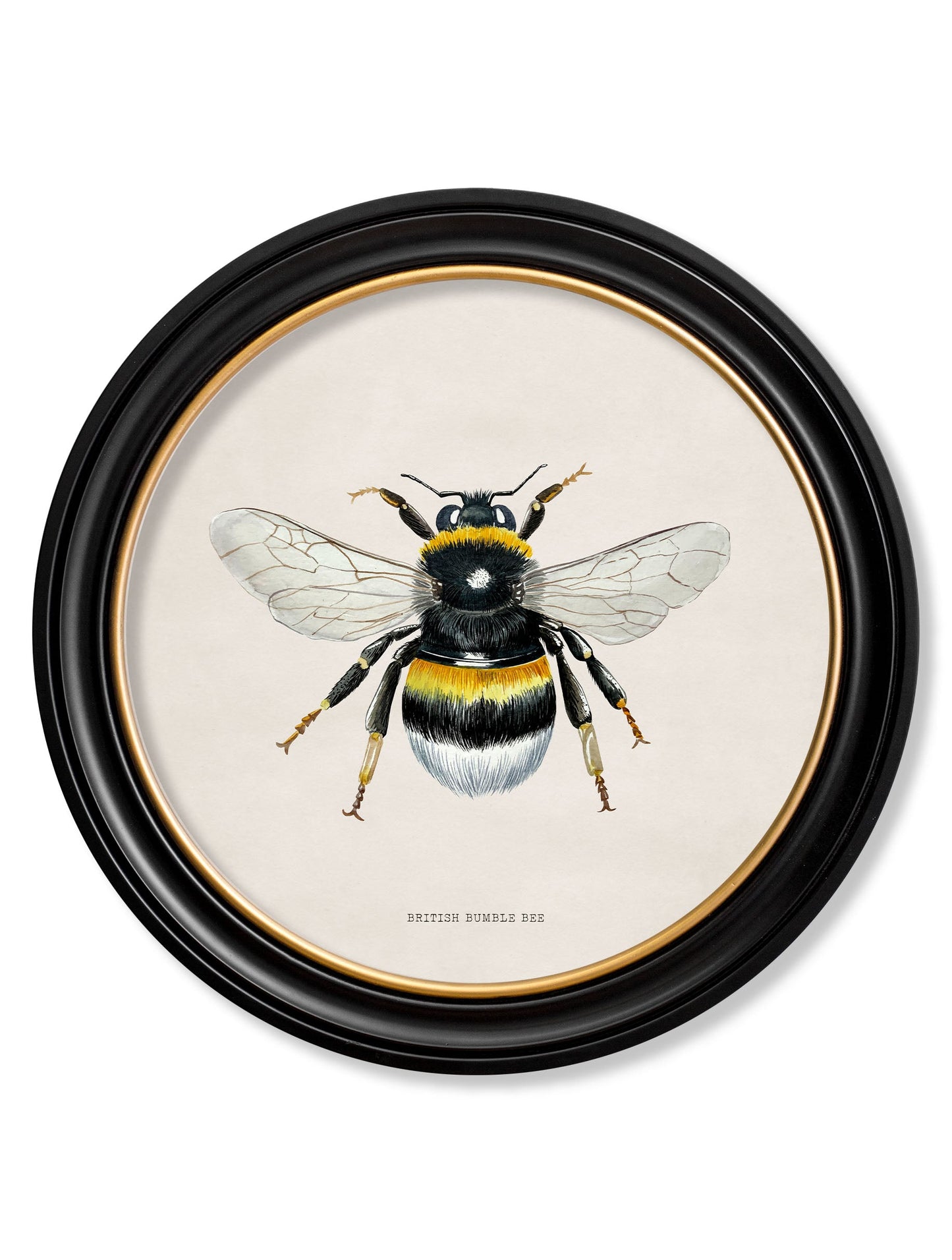 british bees round frame in size 70 x 70cm - glass-fronted framed wall art print with solid wood frame, luxury wall art for sophisticated spaces