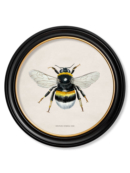 british bees round frame in size 70 x 70cm - glass-fronted framed wall art print with solid wood frame, luxury wall art for sophisticated spaces