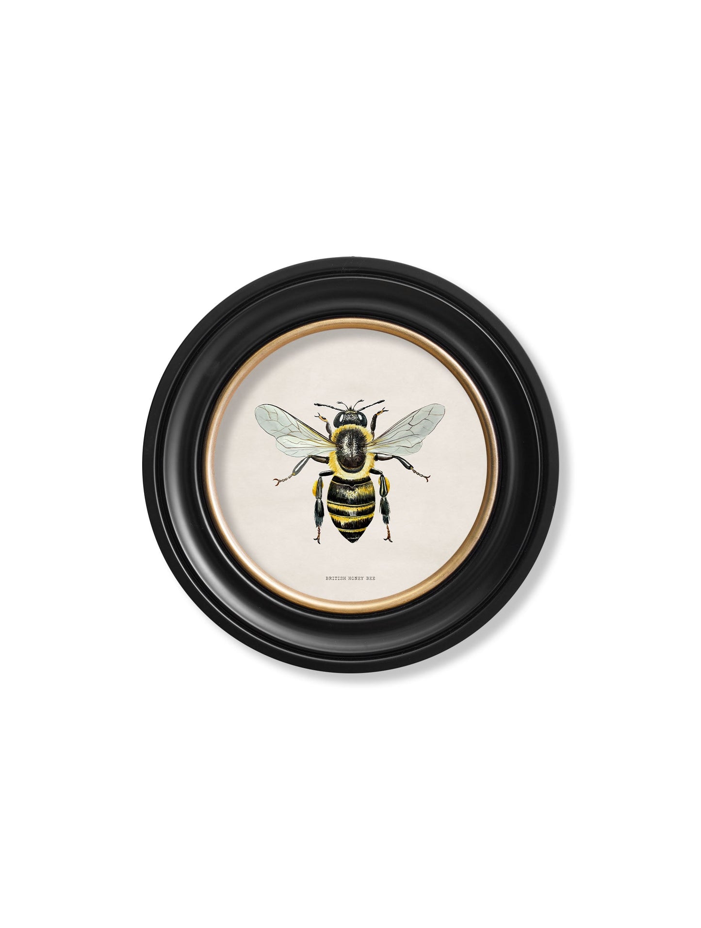 british bees round frame in size 70 x 70cm - glass-fronted framed wall art print with solid wood frame, ideal for contemporary home styling