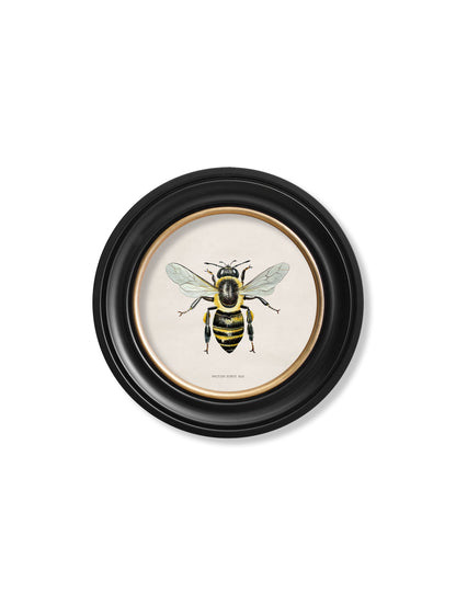 british bees round frame in size 70 x 70cm - glass-fronted framed wall art print with solid wood frame, ideal for contemporary home styling