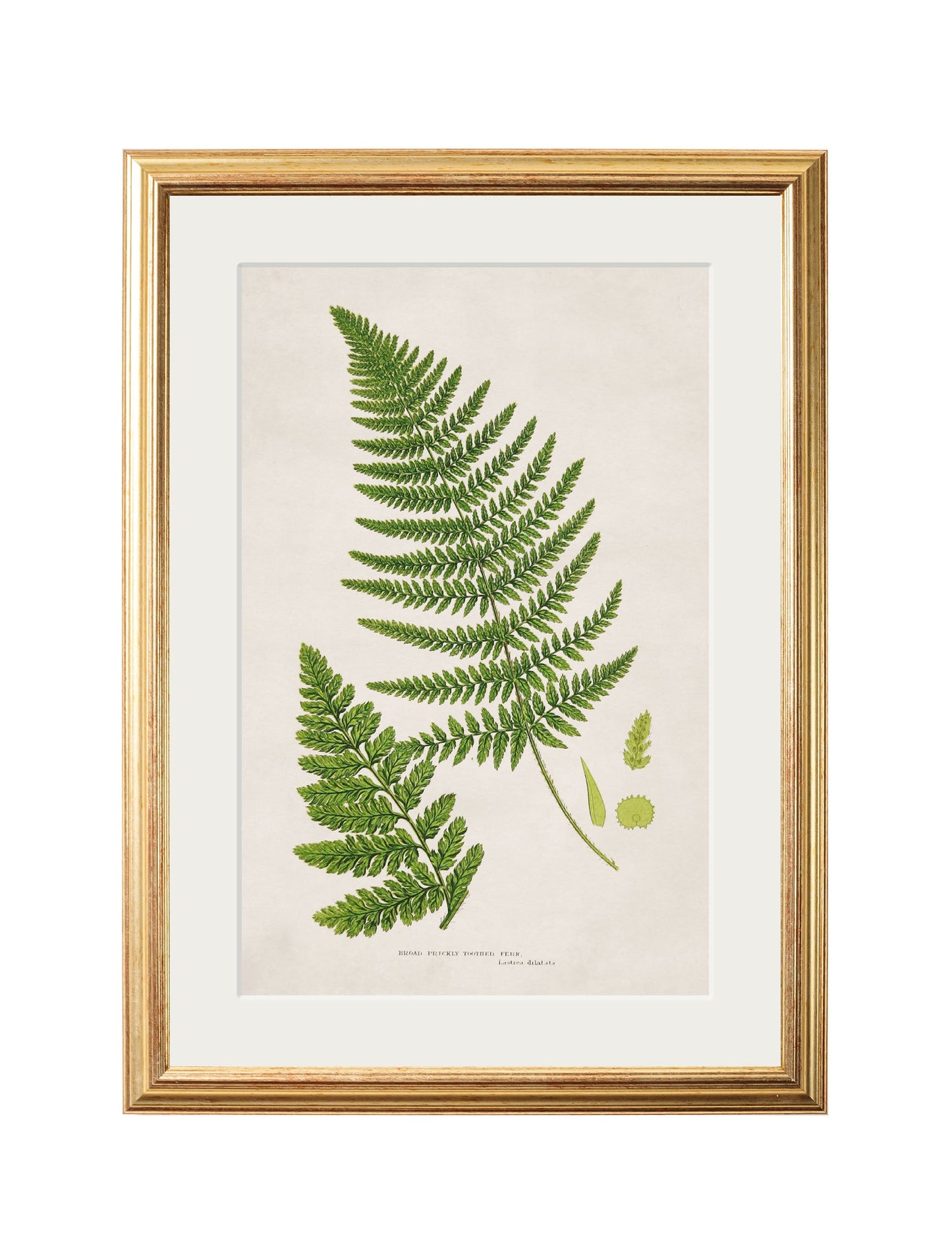 collection of 6 ferns in size 38 x 50cm - glass-fronted framed wall art print with solid wood frame, luxury wall art for sophisticated spaces