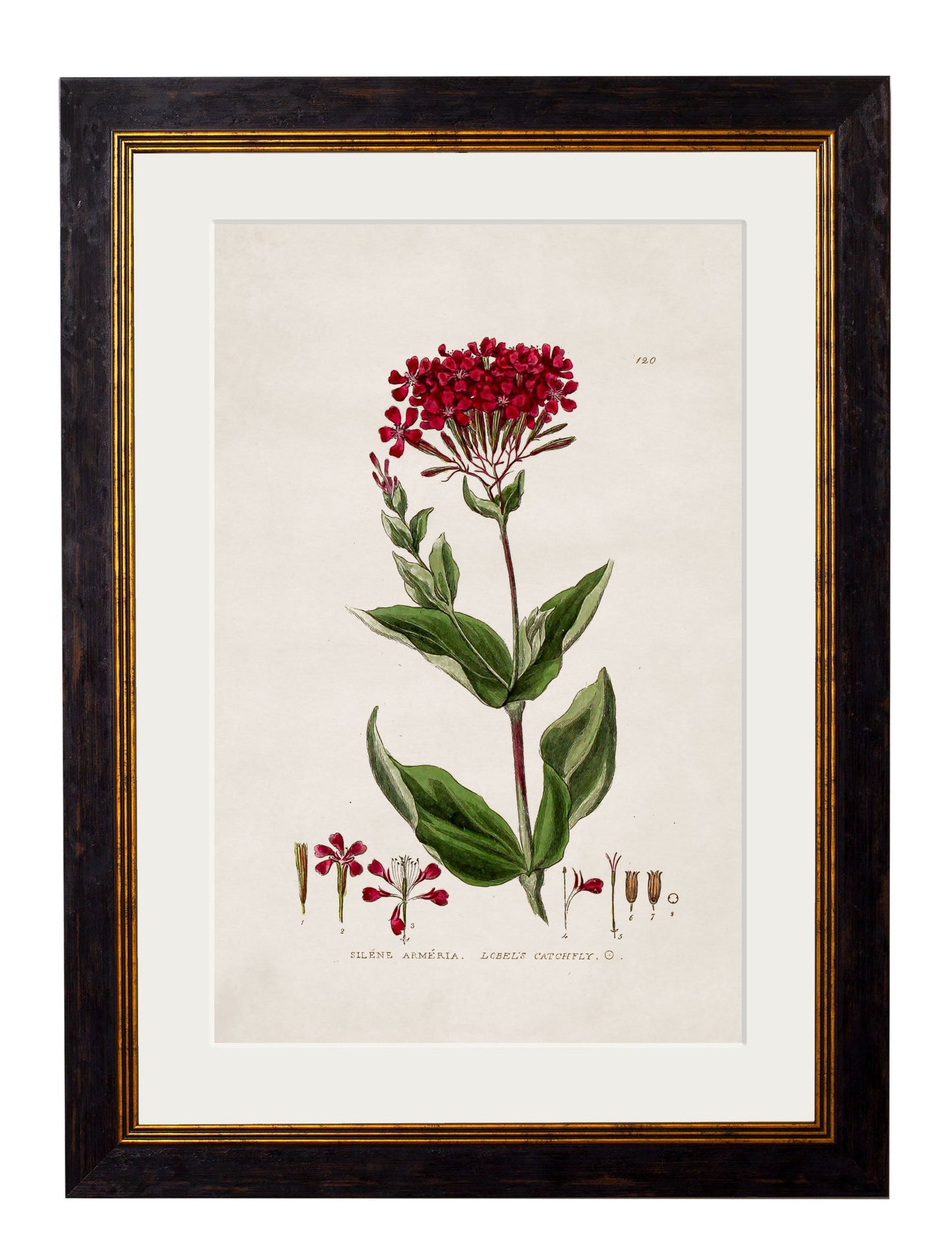 c 1837 british flowering plant catchfly in size 38 x 50cm - glass-fronted framed wall art print with solid wood frame, perfect for statement wall decor