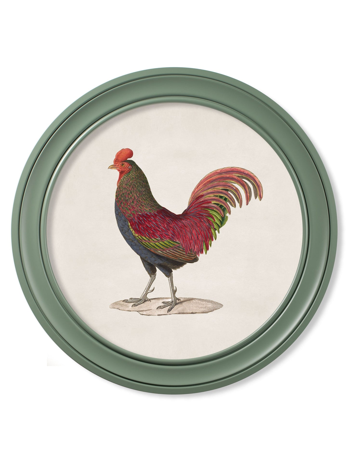 c 1838 junglefowl in round frames green in size 70 x 70cm - glass-fronted framed wall art print with solid wood frame, luxury wall art for sophisticated spaces