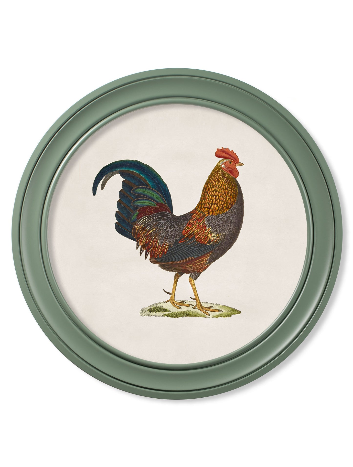 c 1838 junglefowl in round frames green in size 70 x 70cm - glass-fronted framed wall art print with solid wood frame, perfect for luxury home decor