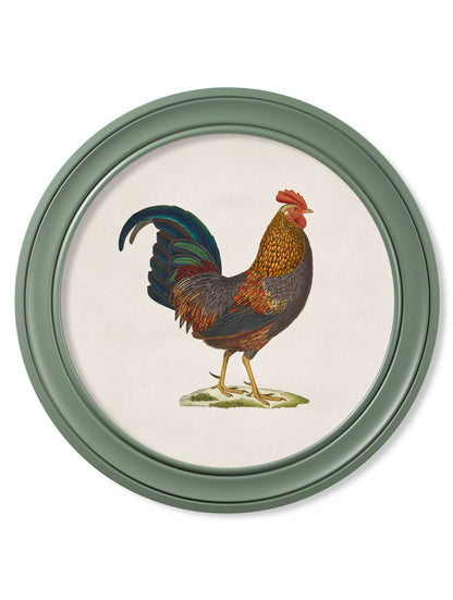 c 1838 junglefowl in round frames green in size 70 x 70cm - glass-fronted framed wall art print with solid wood frame, perfect for luxury home decor