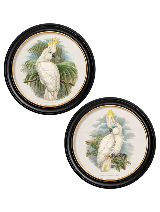 c.1875 Cockatoos - Round Frames in size 44 x 44 cm - glass-fronted framed wall art print with solid wood frame, designed for high-end interior design
