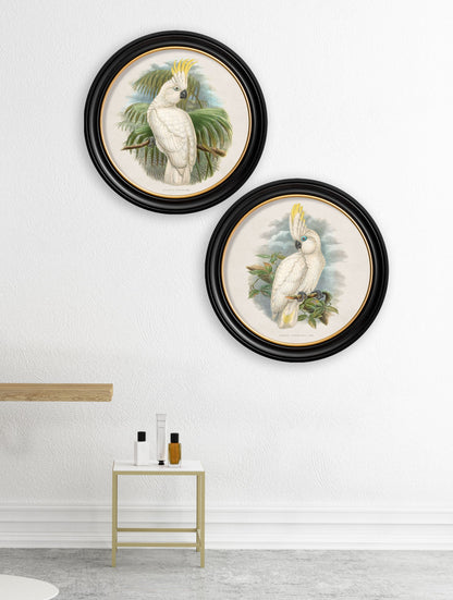 c 1875 cockatoos round frames in size 44 x 44 cm - glass-fronted framed wall art print with solid wood frame, ideal for contemporary home styling
