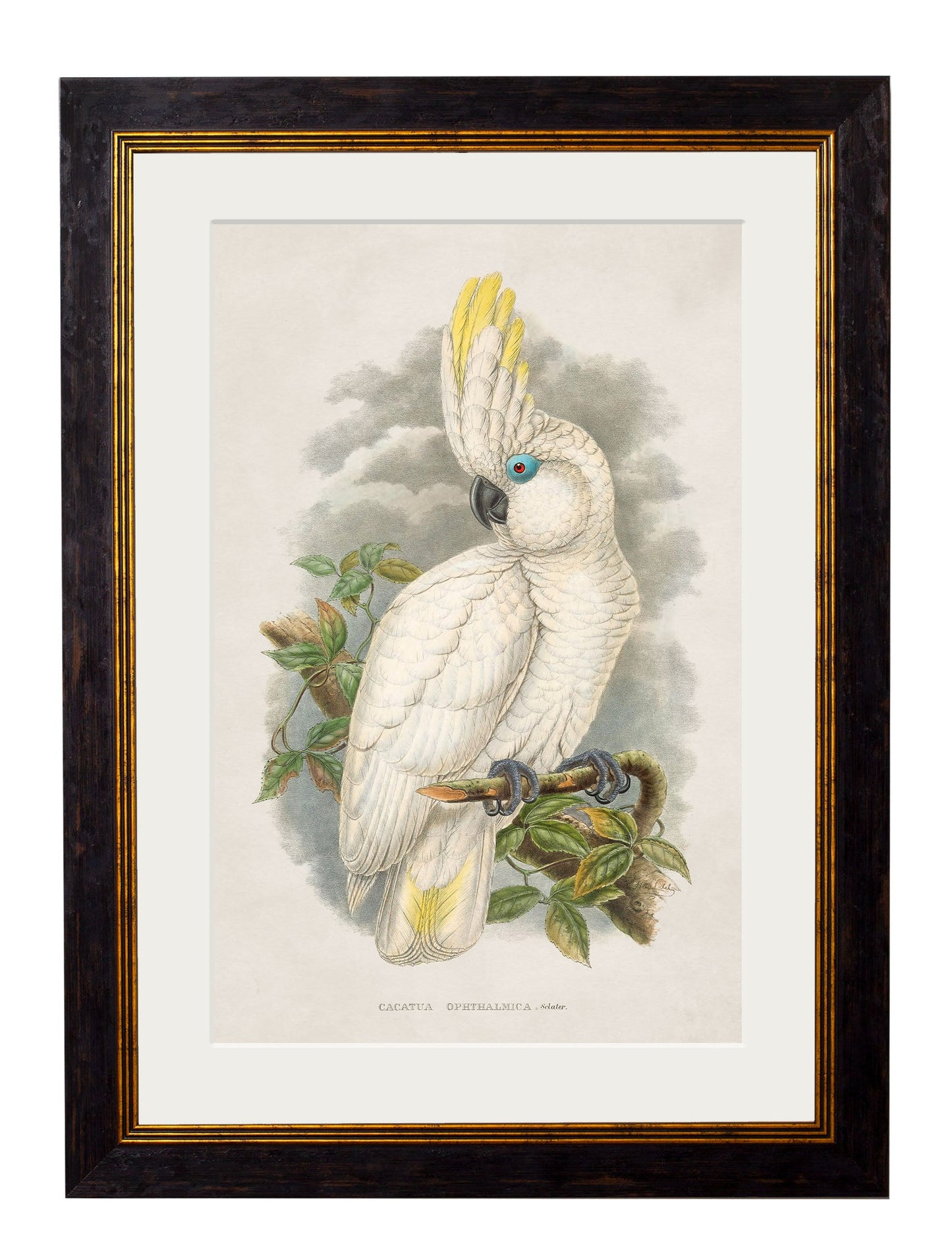 c 1875 cockatoos in size 38 x 50cm - glass-fronted framed wall art print with solid wood frame, designed for high-end interior design