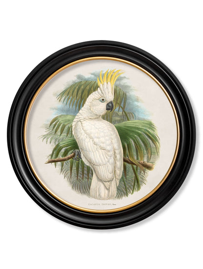 c 1875 cockatoos round frames in size 70 x 70cm - glass-fronted framed wall art print with solid wood frame, adds elegance to your decor