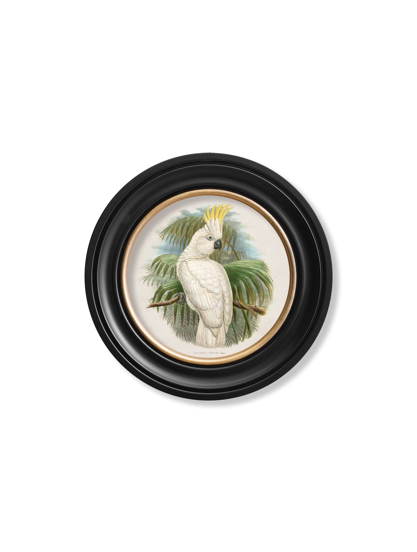 c 1875 cockatoos round frames in size 44 x 44 cm - glass-fronted framed wall art print with solid wood frame, designed for high-end interior design