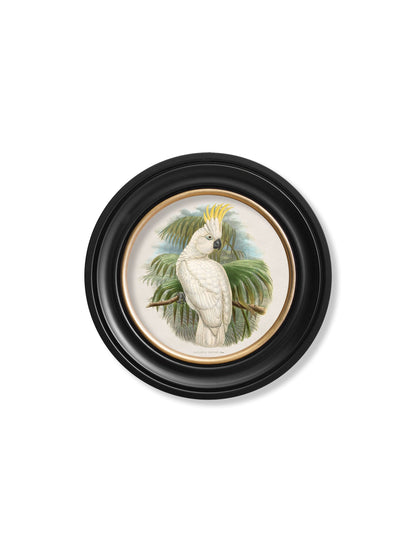 c 1875 cockatoos round frames in size 44 x 44 cm - glass-fronted framed wall art print with solid wood frame, designed for high-end interior design