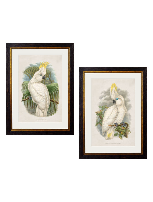 c.1875 Cockatoos in size 38 x 50cm - glass-fronted framed wall art print with solid wood frame, perfect for luxury home decor