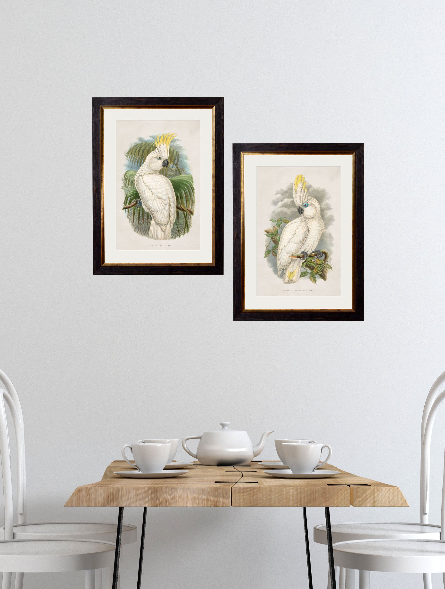 c 1875 cockatoos in size 38 x 50cm - glass-fronted framed wall art print with solid wood frame, perfect for luxury home decor