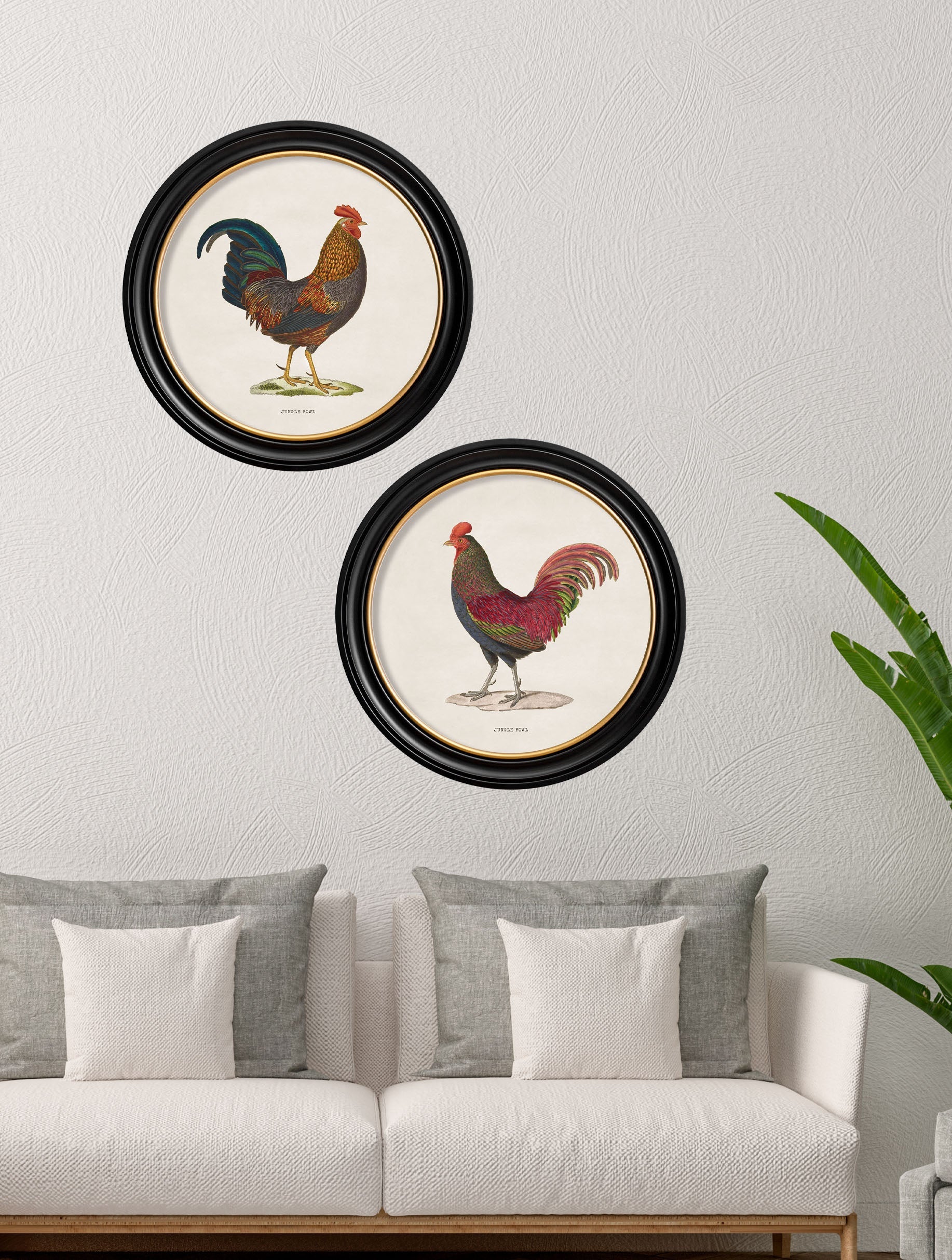 c 1870 junglefowl in round frames in size 44 x 44cm - glass-fronted framed wall art print with solid wood frame, ideal for contemporary home styling