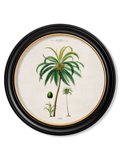 c 1843 studies of south american palm trees in round frames in size 44 x 44cm - glass-fronted framed wall art print with solid wood frame, adds elegance to your decor