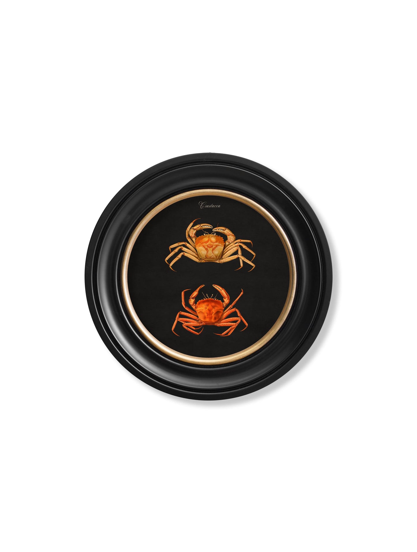 c 1876 marine animals in round frames black in size 70 x 70cm - glass-fronted framed wall art print with solid wood frame, perfect for luxury home decor