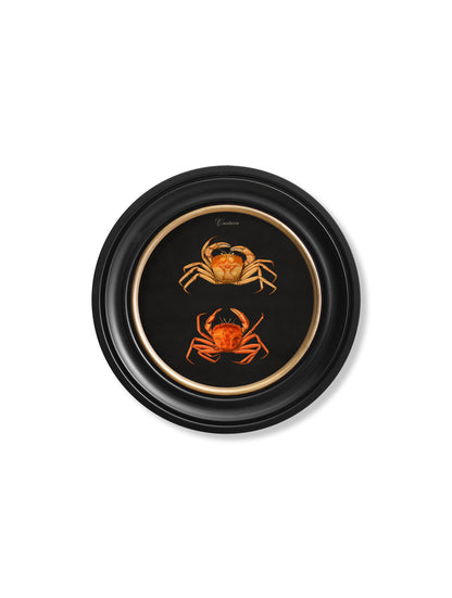 c 1876 marine animals in round frames black in size 70 x 70cm - glass-fronted framed wall art print with solid wood frame, perfect for luxury home decor