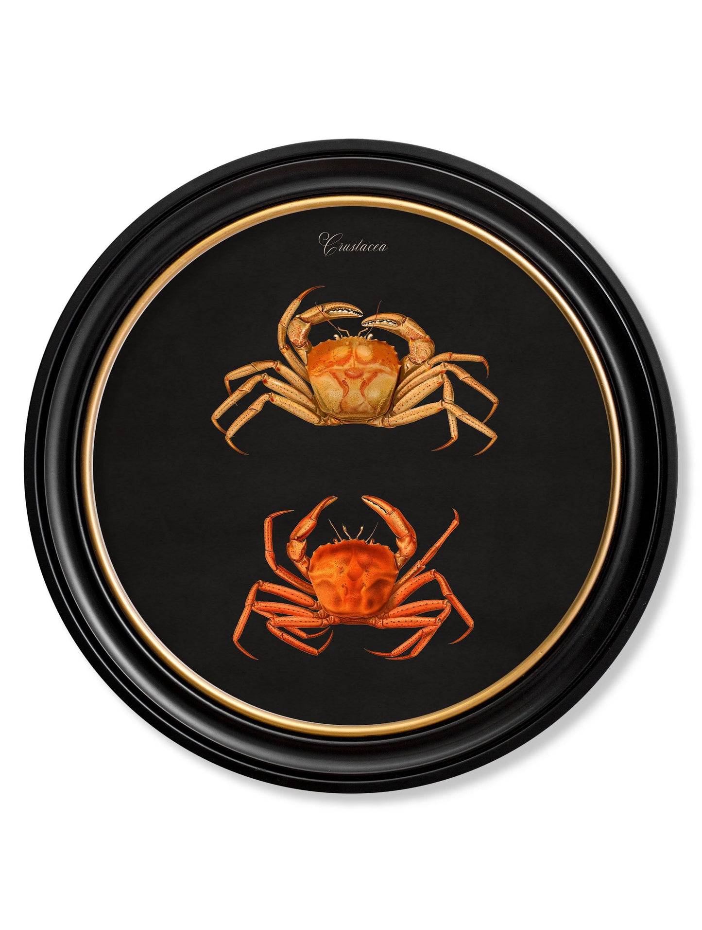 c 1876 marine animals in round frames black in size 70 x 70cm - glass-fronted framed wall art print with solid wood frame, ideal for modern interiors