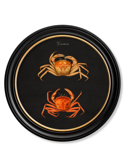 c 1876 marine animals in round frames black in size 70 x 70cm - glass-fronted framed wall art print with solid wood frame, ideal for modern interiors