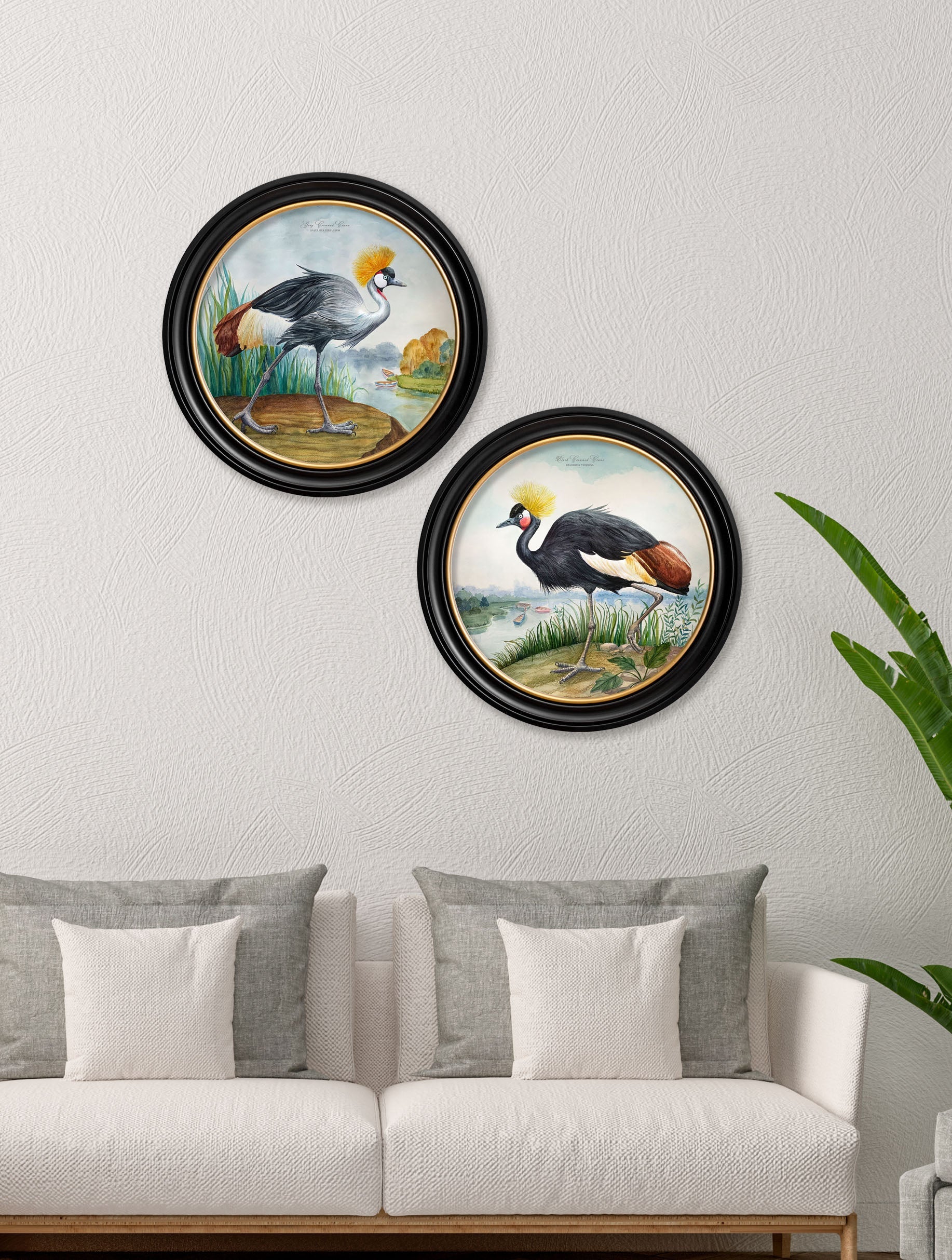 audubon style cranes in round frames in size 44 x 44cm - glass-fronted framed wall art print with solid wood frame, ideal for modern interiors