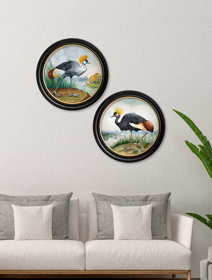audubon style cranes in round frames in size 44 x 44cm - glass-fronted framed wall art print with solid wood frame, ideal for modern interiors