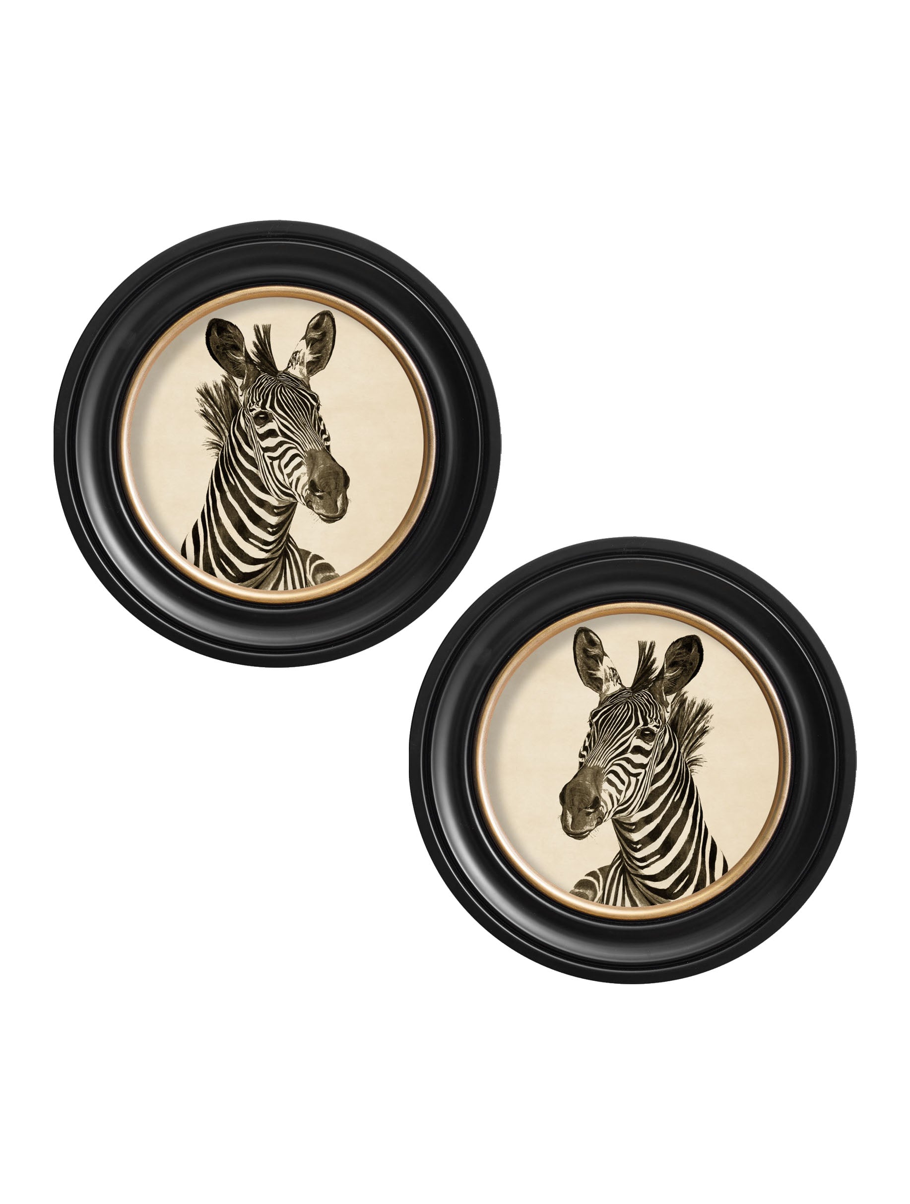 c1890 zebra illustrations in round frame dark in size 96 x 96cm - glass-fronted framed wall art print with solid wood frame, designed for high-end interior design